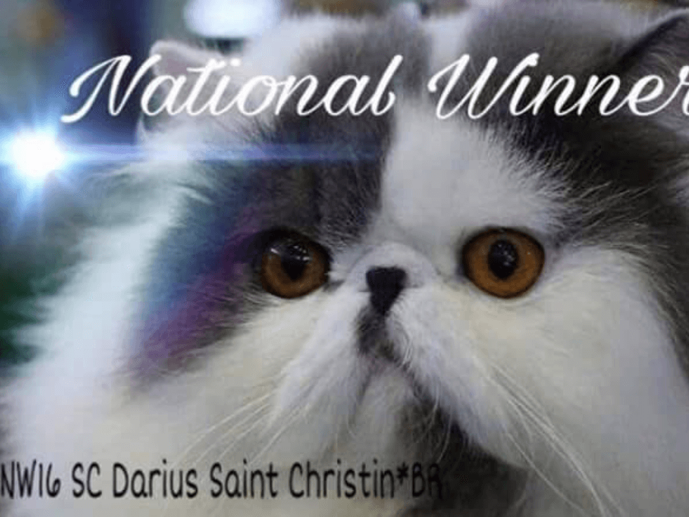 gato gatil difurini gatil gato persa filhote gato persa cat gato persa exótico gatil criação filhote de gato cat kitten kitty criação criador cbg