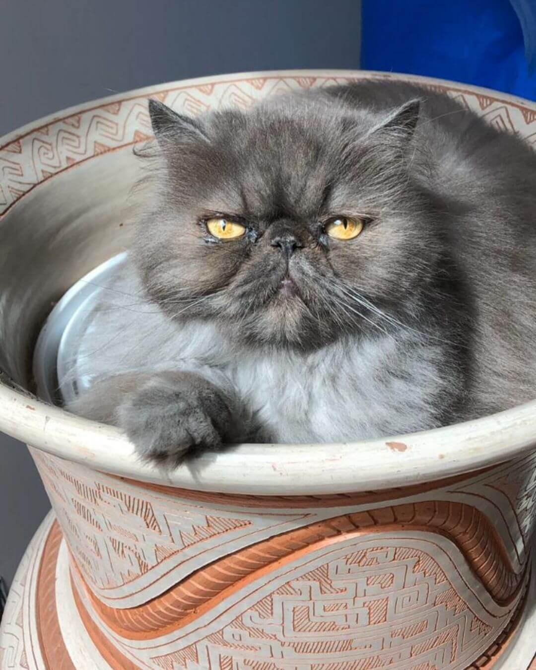 gato gatil difurini gatil gato persa filhote gato persa cat gato persa exótico gatil criação filhote de gato cat kitten kitty criação criador cbg