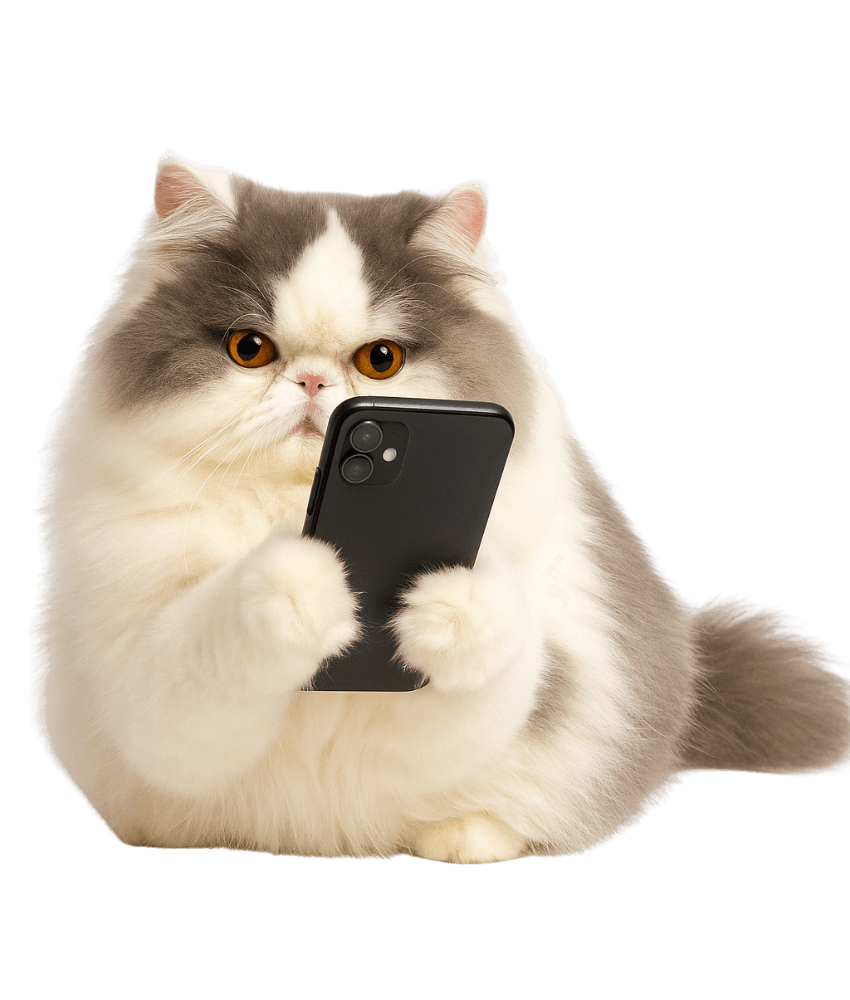 gato gatil difurini gatil gato persa filhote gato persa cat gato persa exótico gatil criação filhote de gato cat kitten kitty criação criador cbg