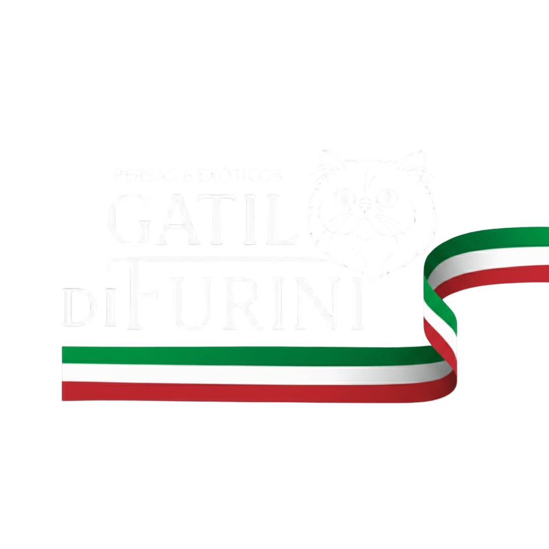 gato gatil difurini gatil gato persa filhote gato persa cat gato persa exótico gatil criação filhote de gato cat kitten kitty criação criador cbg